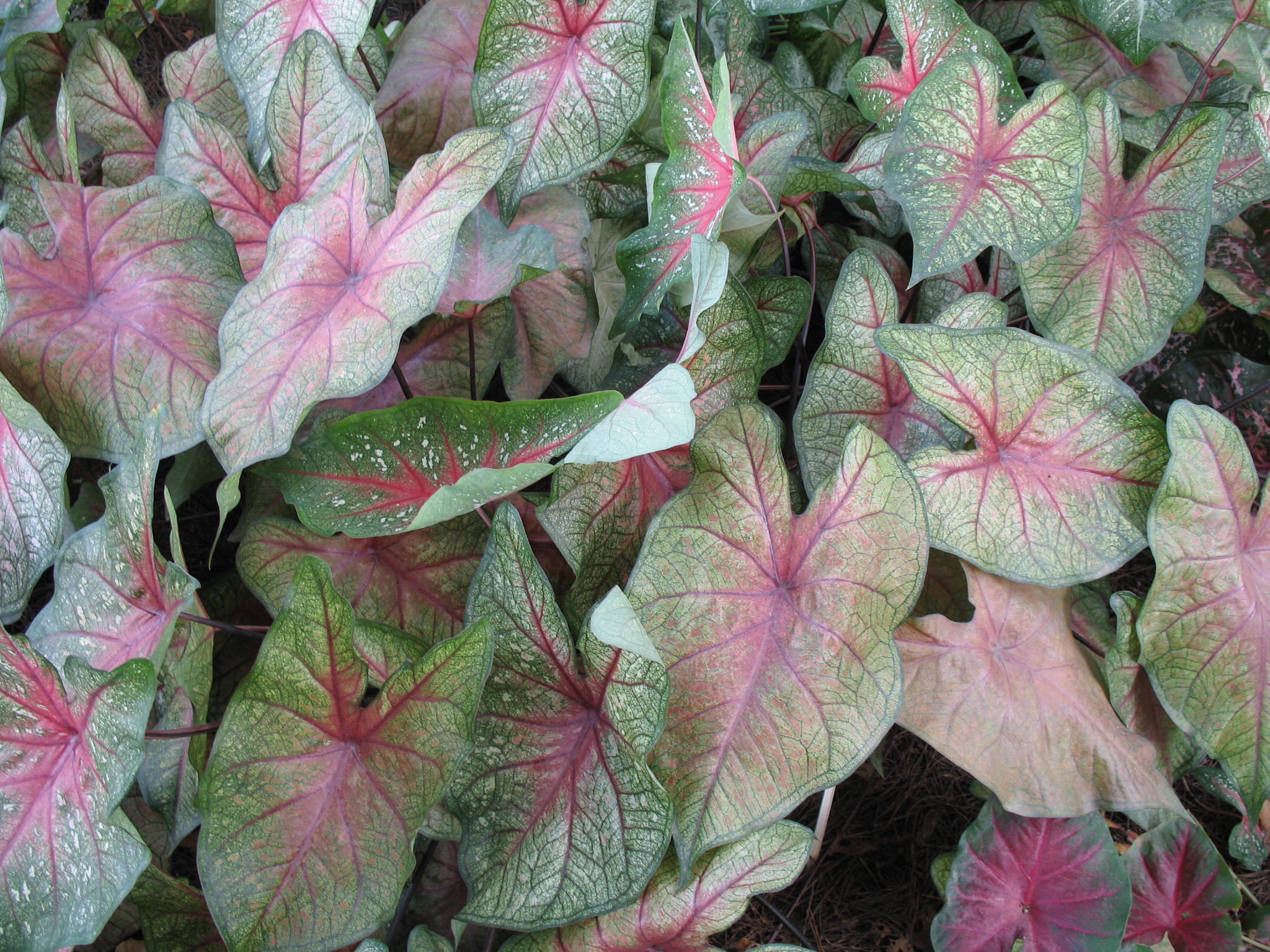 Online Plant Guide - Caladium bicolor F.M. Joyner  F. M. Joyner Caladium